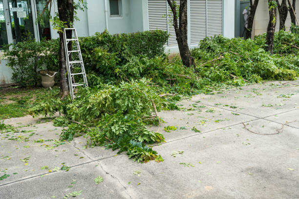 Best Storm Damage Tree Cleanup  in Waverly, IA