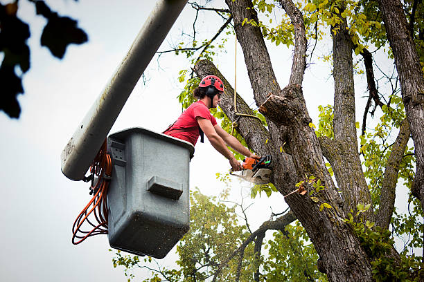 Best Tree Cabling and Bracing  in Waverly, IA